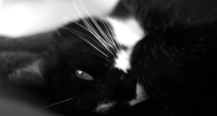 Black and White Cat Photographs